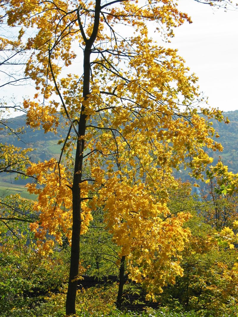 herfst2004 010.html