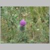 blauwe_distel.jpg