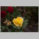 CRW_2353.jpg