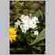 CRW_1987.jpg