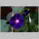 CRW_1993.jpg