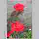 CRW_1997.jpg