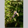 CAMPANULA2.jpg