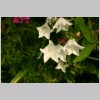 CAMPANULA.jpg