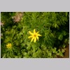 CORYDALUS_LUTEA.jpg