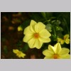 DAHLIA_GEEL.jpg
