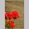 GERANIUM_ROOD.jpg