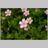 GERANIUM_ROZE.jpg