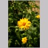 HELIANTHUS.jpg