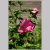 HIBISCUS.jpg
