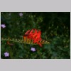 MONTBRETIA.jpg