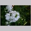 PHLOX(Wit).jpg