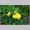 PRIMULA.JPG
